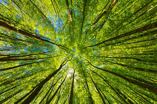 SymBioZone.de - Bild zeigt den Blick in die grünen Baumkronen eines Waldes.