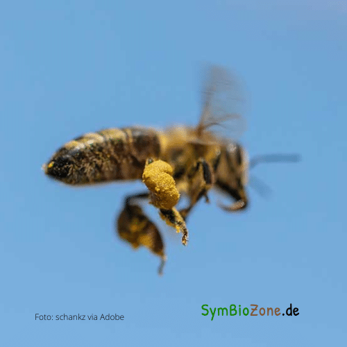 Biene mit Pollen im Flug - SymBioZone.de