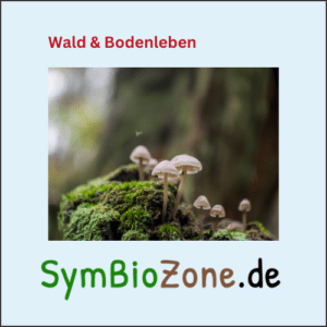 Wald & Bodenleben, SymBioZone.de - Das Bild zeigt einen Pilz im Moos als Symbolbild